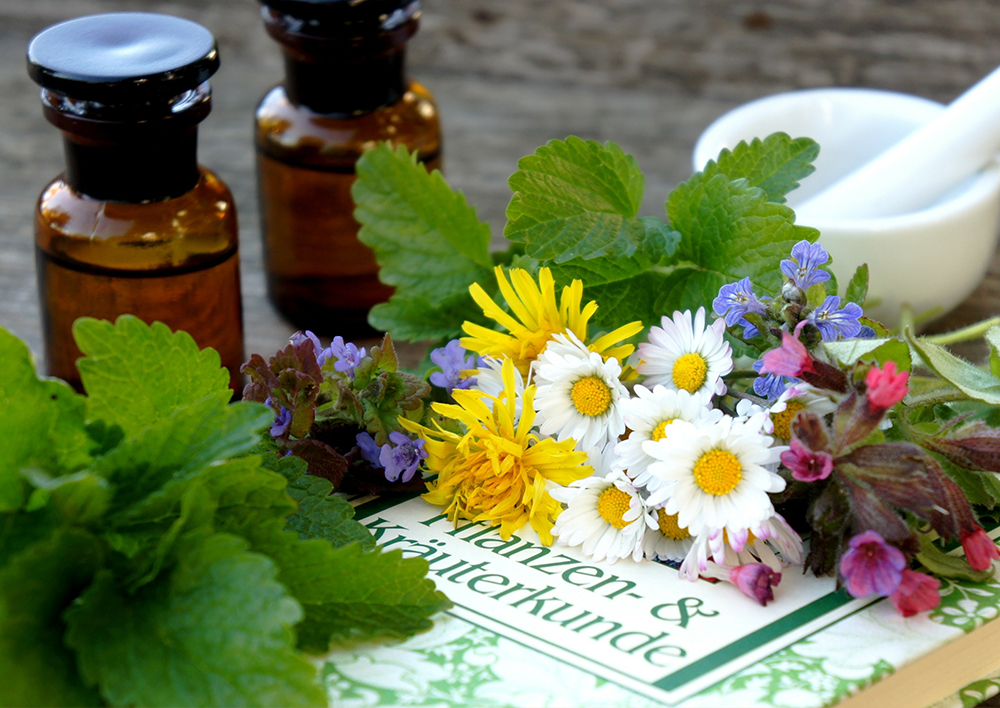 Sylvia_Fotos_Phytotherapie Phytotherapie